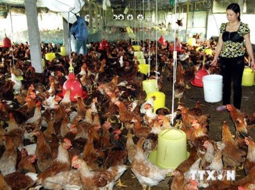 Gà đồi Phú Bình trở thành thương hiệu mạnh ảnh 2 Gà đồi Phú Bình trở thành thương hiệu mạnh ảnh 2