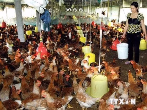 Gà đồi Phú Bình trở thành thương hiệu mạnh ảnh 2