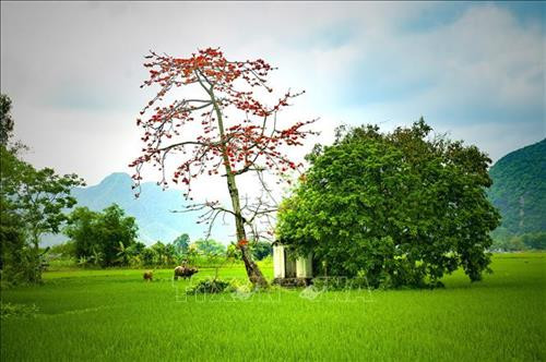 Hoa gạo nở tại huyện Yên Mô (Ninh Bình) Ảnh: Minh Đức - TTXVN Hoa gạo nở tại huyện Yên Mô (Ninh Bình) Ảnh: Minh Đức - TTXVN
