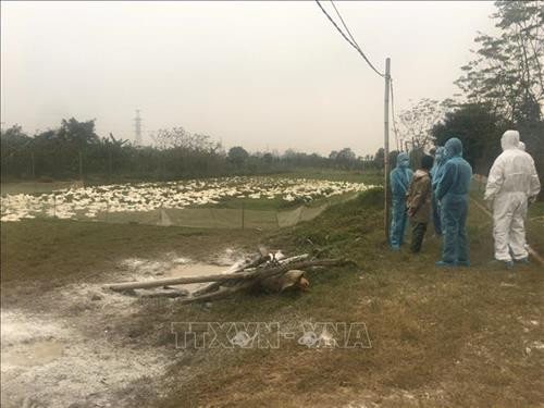 Kiểm tra cơ sở chăn nuôi gia cầm. Ảnh: Phương Anh-TTXVN Kiểm tra cơ sở chăn nuôi gia cầm. Ảnh: Phương Anh-TTXVN