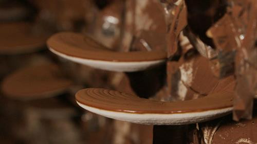 Các bào tử ấm phủ kín tai nấm. Ảnh: danviet.vn Các bào tử ấm phủ kín tai nấm. Ảnh: danviet.vn