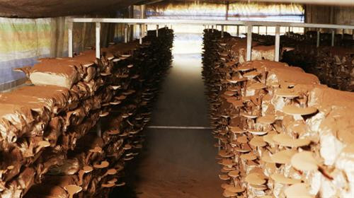 Hệ thống phun ẩm nhờ công nghệ sóng siêu âm tại nhà nấm của anh Sinh. Ảnh: danviet.vn Hệ thống phun ẩm nhờ công nghệ sóng siêu âm tại nhà nấm của anh Sinh. Ảnh: danviet.vn