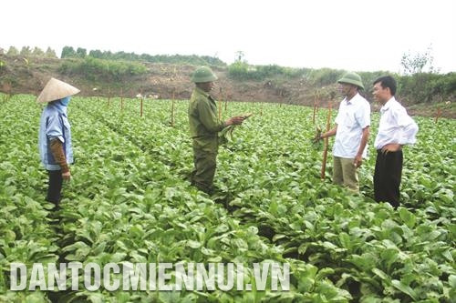 Vùng trồng rau an toàn của xã Tráng Việt tập trung chủ yếu ở thôn Đông Cao