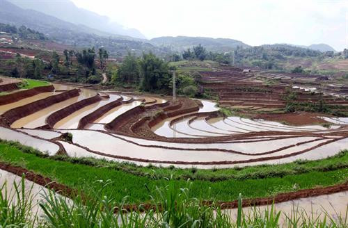 Người dân lấy nước vào ruộng chuẩn bị cho vụ lúa mới tại xã Tả Lèng, huyện Tam Đường tỉnh Lai Châu. Ảnh: Quý Trung - TTXVN Để có những thửa ruộng bậc thang chạy dài uốn quanh sườn núi là công sức của bao đời của nhân dân các vùng núi cao. Ảnh: Quý Trung - TTXVN Người dân tập trung cấy trên những cánh đồng đã đầy no nước trời tại xã Tả Lèng huyện Tam Đường tỉnh Lai Châu. Ảnh: Quý Trung - TTXVN Nhiều hộ dân có điều kiện đầu tư máy cầy để phục vụ cho một vụ mùa mới. Ảnh: Quý Trung - TTXVN Những cơn mưa lớn mang dòng nước nguồn từ trên các ngọn núi đổ xuống những ruộng bậc thang tạo thành những vệt màu đa sắc, càng làm sống động bức tranh bình dị của xã Tà Lèng, huyện Tam Đường tỉnh Lai Châu. Ảnh: Quý Trung - TTXVN Người dân lấy nước vào ruộng chuẩn bị cho vụ lúa mới tại xã Tả Lèng, huyện Tam Đường tỉnh Lai Châu. Ảnh: Quý Trung - TTXVN Để có những thửa ruộng bậc thang chạy dài uốn quanh sườn núi là công sức của bao đời của nhân dân các vùng núi cao. Ảnh: Quý Trung - TTXVN Người dân tập trung cấy trên những cánh đồng đã đầy no nước trời tại xã Tả Lèng huyện Tam Đường tỉnh Lai Châu. Ảnh: Quý Trung - TTXVN Nhiều hộ dân có điều kiện đầu tư máy cầy để phục vụ cho một vụ mùa mới. Ảnh: Quý Trung - TTXVN Những cơn mưa lớn mang dòng nước nguồn từ trên các ngọn núi đổ xuống những ruộng bậc thang tạo thành những vệt màu đa sắc, càng làm sống động bức tranh bình dị của xã Tà Lèng, huyện Tam Đường tỉnh Lai Châu. Ảnh: Quý Trung - TTXVN