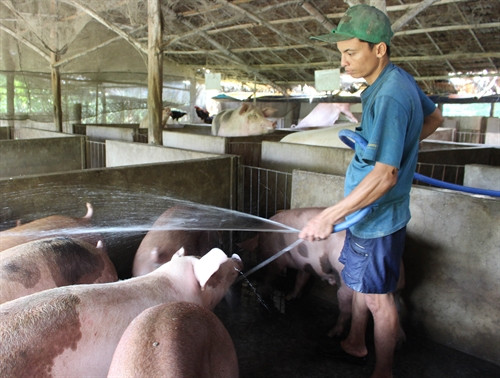Anh Đặng Võ Nhật Trường chăm sóc đàn heo trong trang trại. Anh Đặng Võ Nhật Trường chăm sóc đàn heo trong trang trại.
