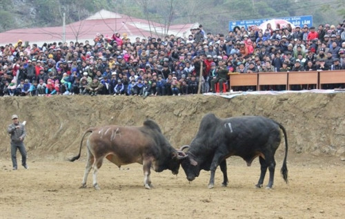 Cuốn hút, hấp dẫn Hội thi Bò đẹp và chọi bò ở huyện Bảo Lâm Cuốn hút, hấp dẫn Hội thi Bò đẹp và chọi bò ở huyện Bảo Lâm