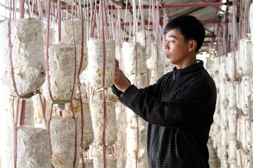 Anh Hiệp kiểm tra sự phát triển của nấm. Anh Hiệp kiểm tra sự phát triển của nấm.