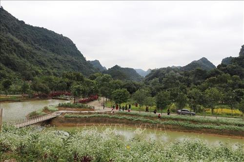 Hoa tam giác mạch đẹp mong manh giữa Khu du lịch sinh thái vườn chim Thung Nham. Ảnh: Ninh Đức Phương - TTXVN Hoa tam giác mạch đẹp mong manh giữa Khu du lịch sinh thái vườn chim Thung Nham. Ảnh: Ninh Đức Phương - TTXVN