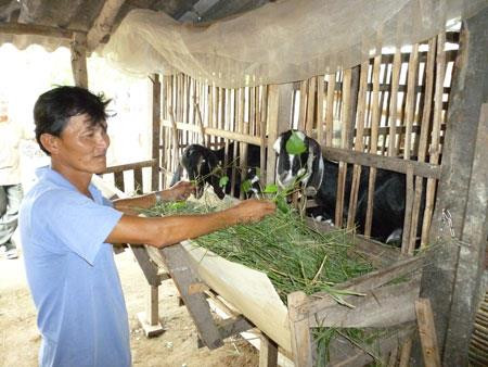 Hộ anh Bùi Quốc Trường ngụ tại ấp Thạnh Khương xã Bảo Thuận thuộc diện nghèo thiếu đất sản xuất, được dự án Radcc hỗ trợ hai con dê giống. Ảnh biengioibienbentre.vn Hộ anh Bùi Quốc Trường ngụ tại ấp Thạnh Khương xã Bảo Thuận thuộc diện nghèo thiếu đất sản xuất, được dự án Radcc hỗ trợ hai con dê giống. Ảnh biengioibienbentre.vn