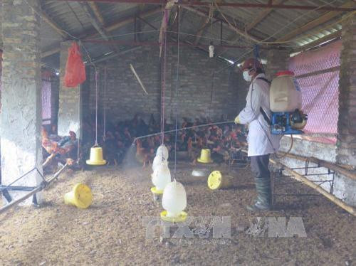 Phun hóa chất tiêu độc khử trùng chuồng trại tại phường Việt Hòa, thành phố Hải Dương. Ảnh: Mạnh Minh - TTXVN