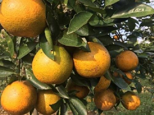 Cam Khe Mây là đặc sản nổi tiếng của huyện Hương Khê, Hà Tĩnh. Ảnh: Internet Cam Khe Mây là đặc sản nổi tiếng của huyện Hương Khê, Hà Tĩnh. Ảnh: Internet