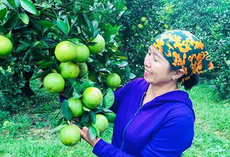 Người nông dân và vườn cam. Nguồn ảnh: internet Người nông dân và vườn cam. Nguồn ảnh: internet