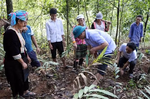 Trồng cây sa nhân tím, hướng phát triển sản xuất để thoát nghèo bền vững cho bà con dân tộc ở Lai Châu. Ảnh: Công Tuyên - TTXVN