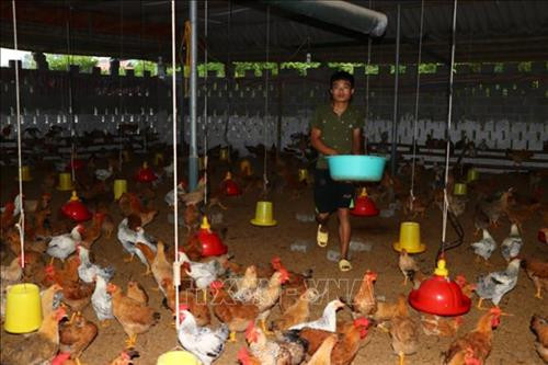 Trại gà của Hợp tác xã gà đồi Hương Nhượng kết hợp nuôi nhốt và thả vườn. Ảnh: Nhan Sinh - TTXVN Trại gà của Hợp tác xã gà đồi Hương Nhượng kết hợp nuôi nhốt và thả vườn. Ảnh: Nhan Sinh - TTXVN
