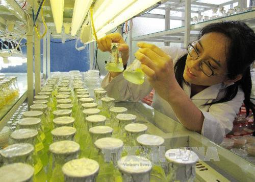 Sinh viên kiểm tra sự sinh trưởng phát triển của tảo trong môi trường tại Khoa Sinh học, Trường Đại học Quốc tế. Ảnh: Phương Vy-TTXVN. Sinh viên kiểm tra sự sinh trưởng phát triển của tảo trong môi trường tại Khoa Sinh học, Trường Đại học Quốc tế. Ảnh: Phương Vy-TTXVN.