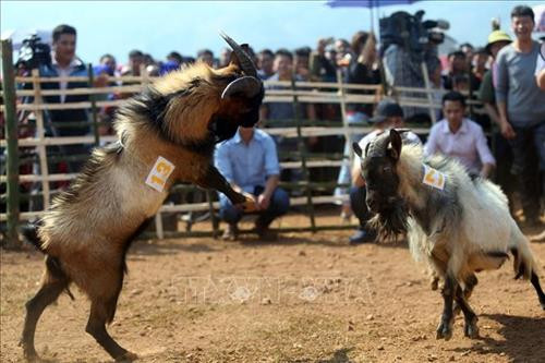 Công tác chuẩn bị nơi chọi dê được tiến hành từ sáng sớm. Ảnh: Phan Tuấn Anh - TTXVN Người dân mang dê đến thi đấu tại xã Xá Nhè. Tiêu chuẩn của dê chọi là dê đực từ 2 tuổi trở lên, ngoại hình cân đối, khỏe mạnh, sừng chắc khỏe, chân móng to, nhanh nhẹn, linh hoạt, không nhiễm các bệnh về gia súc. Ảnh: Phan Tuấn Anh - TTXVN Để cân trọng lượng dê, các chủ dê phải bế từng con lên cân. Ảnh: Phan Tuấn Anh - TTXVN Để kích thích các “đấu sĩ” dê thi đấu, trọng tài cầm sừng của các đối thủ cọ vào nhau. Ảnh: Phan Tuấn Anh - TTXVN Những "đấu sĩ" dê được buộc riêng trước khi thi đấu. Ảnh: Phan Tuấn Anh - TTXVN Tiêu chuẩn của dê chọi là dê đực từ 2 tuổi trở lên, ngoại hình cân đối, khỏe mạnh, sừng chắc khỏe, chân móng to, nhanh nhẹn, linh hoạt, không nhiễm các bệnh về gia súc. Ảnh: Phan Tuấn Anh - TTXVN Miếng đánh “hổ vồ” của dê số 13. Ảnh: Phan Tuấn Anh - TTXVN Một em bé được bố đưa đi xem chọi dê. Ảnh: Phan Tuấn Anh - TTXVN Công tác chuẩn bị nơi chọi dê được tiến hành từ sáng sớm. Ảnh: Phan Tuấn Anh - TTXVN Người dân mang dê đến thi đấu tại xã Xá Nhè. Tiêu chuẩn của dê chọi là dê đực từ 2 tuổi trở lên, ngoại hình cân đối, khỏe mạnh, sừng chắc khỏe, chân móng to, nhanh nhẹn, linh hoạt, không nhiễm các bệnh về gia súc. Ảnh: Phan Tuấn Anh - TTXVN Để cân trọng lượng dê, các chủ dê phải bế từng con lên cân. Ảnh: Phan Tuấn Anh - TTXVN Để kích thích các “đấu sĩ” dê thi đấu, trọng tài cầm sừng của các đối thủ cọ vào nhau. Ảnh: Phan Tuấn Anh - TTXVN Những "đấu sĩ" dê được buộc riêng trước khi thi đấu. Ảnh: Phan Tuấn Anh - TTXVN Tiêu chuẩn của dê chọi là dê đực từ 2 tuổi trở lên, ngoại hình cân đối, khỏe mạnh, sừng chắc khỏe, chân móng to, nhanh nhẹn, linh hoạt, không nhiễm các bệnh về gia súc. Ảnh: Phan Tuấn Anh - TTXVN Miếng đánh “hổ vồ” của dê số 13. Ảnh: Phan Tuấn Anh - TTXVN Một em bé được bố đưa đi xem chọi dê. Ảnh: Phan Tuấn Anh - TTXVN