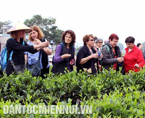 Du khách nước ngoài tham quan vùng chè đặc sản Tân Cương. Ảnh: Quân Trang Du khách nước ngoài tham quan vùng chè đặc sản Tân Cương. Ảnh: Quân Trang