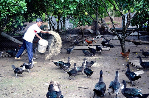 Nhờ nguồn thu nhập từ trồng rừng và chăn nuôi, gia đình ông Đặng Xuân Tân đã thoát nghèo bền vững