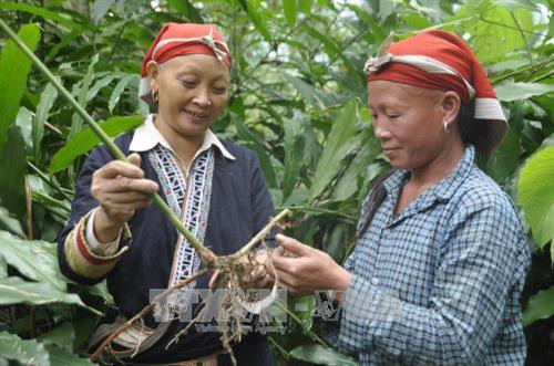 Bí thư Chi bộ Chảo Kiếu Mẩy lao động sản xuất tại gia đình. Ảnh: Hồng Ninh - TTXVN Bí thư Chi bộ Chảo Kiếu Mẩy lao động sản xuất tại gia đình. Ảnh: Hồng Ninh - TTXVN