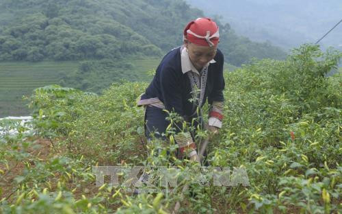 Bí thư Chi bộ Chảo Kiếu Mẩy lao động sản xuất tại gia đình. Ảnh: Hồng Ninh - TTXVN Bí thư Chi bộ Chảo Kiếu Mẩy lao động sản xuất tại gia đình. Ảnh: Hồng Ninh - TTXVN