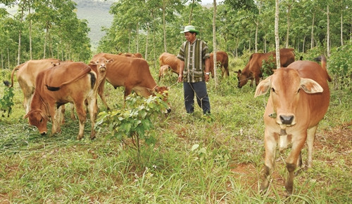Đàn bò của gia đình ông Điểu M’rưng giờ đã lên đến hàng chục con Đàn bò của gia đình ông Điểu M’rưng giờ đã lên đến hàng chục con