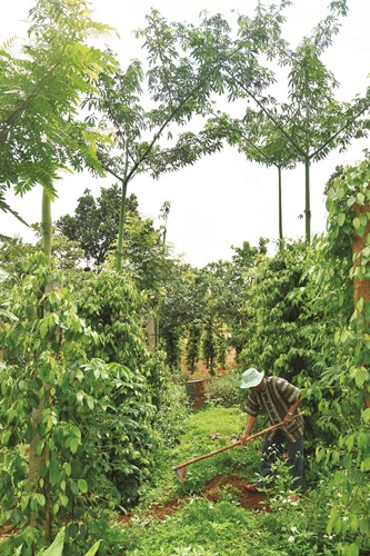 Ông Điểu M'rưng xây dựng mô hình kinh tế đa cây, gồm: điều, cà phê, hồ tiêu, cao su... Ông Điểu M'rưng xây dựng mô hình kinh tế đa cây, gồm: điều, cà phê, hồ tiêu, cao su...