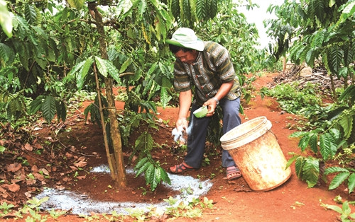 Nhờ áp dụng khoa học kỹ thuật vào sản xuất, vườn cà phê của nhà ông Điểu M'rưng luôn cho năng suất cao Nhờ áp dụng khoa học kỹ thuật vào sản xuất, vườn cà phê của nhà ông Điểu M'rưng luôn cho năng suất cao