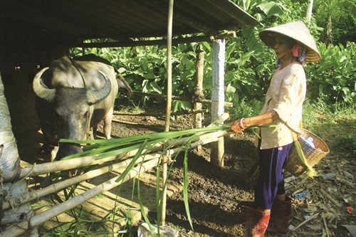 Bà nguyễn Thị Thận, dân tộc Mường, 75 tuổi, ở xóm Chèo, xã Cao sơn được vay vốn để nuôi trâu phát triển kinh tế gia đình