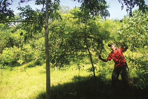 Anh đinh Công đăng, ở xã Hiền Lương, vay vốn của ngân hàng Chính sách xã hội huyện Đà Bắc để trồng cây sơn, giúp nâng cao thu nhập gia đình