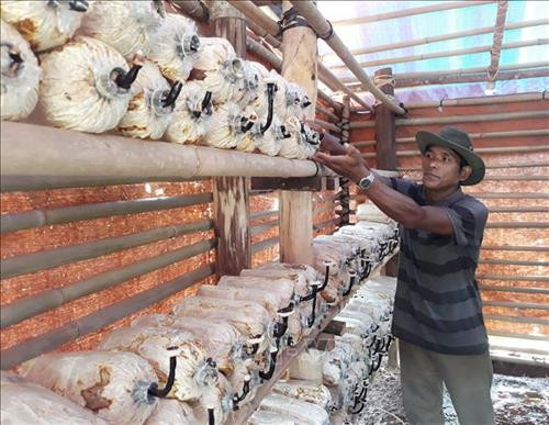 Mô hình trồng nấm Linh chi trong nhà của hộ ông Pi Năng Thông (xã Phước Bình, huyện Bác Ái). Ảnh: Nguyễn Thành - TTXVN Mô hình trồng nấm Linh chi trong nhà của hộ ông Pi Năng Thông (xã Phước Bình, huyện Bác Ái). Ảnh: Nguyễn Thành - TTXVN