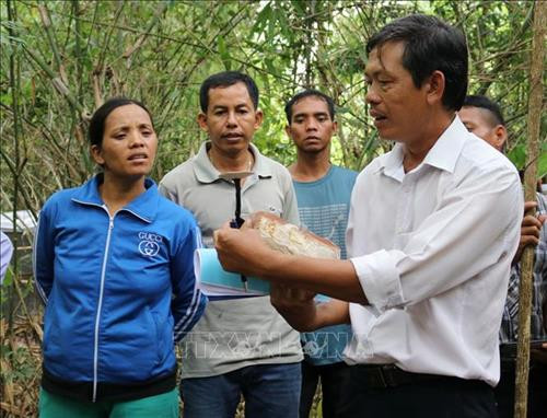 Cán bộ Vườn quốc gia Phước Bình hướng dẫn kỹ thuật trồng nấm Linh chi cho người dân xã Phước Bình (huyện Bác Ái, tỉnh Ninh Thuận). Ảnh: Nguyễn Thành – TTXVN Cán bộ Vườn quốc gia Phước Bình hướng dẫn kỹ thuật trồng nấm Linh chi cho người dân xã Phước Bình (huyện Bác Ái, tỉnh Ninh Thuận). Ảnh: Nguyễn Thành – TTXVN