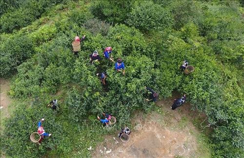 Người dân xã Túng Sán, huyện Hoàng Su Phì (Hà Giang) thu hái chè shan tuyết. Ảnh: Nguyễn Chiến-TTXVN Người dân xã Túng Sán, huyện Hoàng Su Phì (Hà Giang) thu hái chè shan tuyết. Ảnh: Nguyễn Chiến-TTXVN