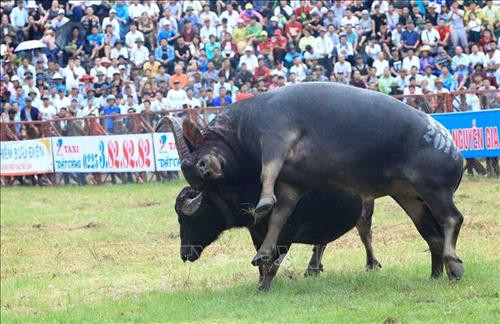 Lễ hội chọi trâu Đồ Sơn năm 2018 ảnh 6 Lễ hội chọi trâu Đồ Sơn năm 2018 ảnh 6