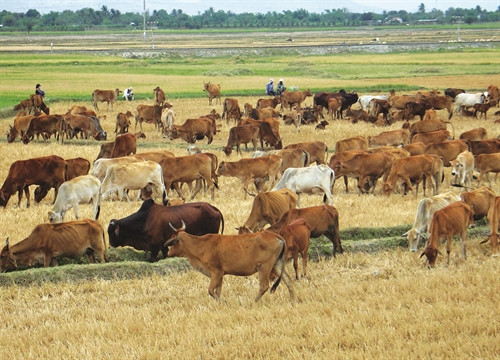 Ninh Thuận đã phê duyệt quy hoạch đồng cỏ và vùng chăn nuôi gia súc có sừng đến năm 2020