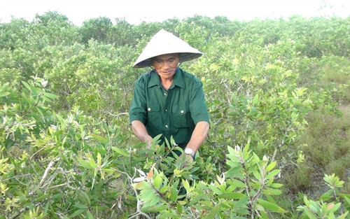Thương binh Nguyễn Quang Don đã biến rú cát Quảng Lợi từ hoang hóa, cằn cỗi thành trang trại tổng hợp có quy mô 80 ha, Thương binh Nguyễn Quang Don đã biến rú cát Quảng Lợi từ hoang hóa, cằn cỗi thành trang trại tổng hợp có quy mô 80 ha,