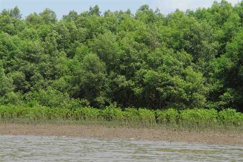 Các cây rừng nhỏ tái sinh tự nhiên bao bọc trên bãi bồi giúp chắn sóng, giữ đất chống sạt lở khi triều cường và nước biển dâng.