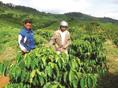 Toàn xã hiện trồng được 315 ha cà phê giống mới