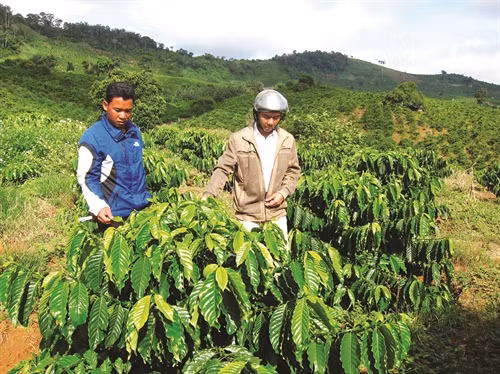 Toàn xã hiện trồng được 315 ha cà phê giống mới