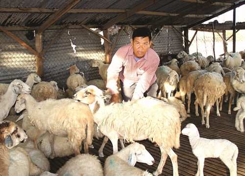 Cùu được nuôi nhốt trong những căn nhà sàn