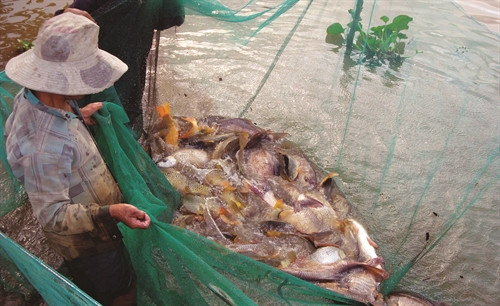 Nhân rộng mô hình nuôi cá đồng trên ruộng lúa sau thu hoạch