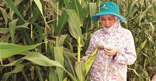 Cần Thơ chú trọng đẩy mạnh vòng quay sử dụng đất, không để đất sản xuất bị bỏ phí