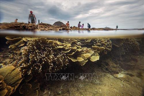 Cái tên Hòn Yến do trước kia nơi đây có rất nhiều chim yến về làm tổ và Hòn Yến mang vẻ đẹp mộc mạc, hoang sơ. Ảnh: Trọng Đạt - TTXVN Vẻ tuyệt đẹp của hệ sinh thái san hô tự nhiên tại Hòn Yến khi thủy triều rút. Ảnh: Trọng Đạt - TTXVN Trong khoảng thời gian thủy triều rút, rặng san hô lộ trên mặt nước với nhiều màu sắc và hình thù lạ mắt, tạo nên con đường san hô nối dài cách bờ khoảng 150m và đi thẳng tới Hòn Yến, thu hút rất đông du khách tò mò khám phá. Ảnh: Trọng Đạt - TTXVN Những lúc thủy triều xuống, chỉ cần lội bộ ra biển một đoạn là có thể ngắm nhìn và chạm được vào rặng san hô ở Hòn Yến rất dễ dàng. Ảnh: Trọng Đạt - TTXVN Các loại san hô đủ hình dáng, màu sắc có thể nhìn thấy dưới lớp nước mỏng. Ảnh: Trọng Đạt - TTXVN Nét hoang sơ của hệ sinh thái san hô tự nhiên tại địa danh Hòn Yến. Quần thể Hòn Yến được công nhận Di tích Danh thắng cấp quốc gia vào tháng 4/2018. Ảnh: Trọng Đạt - TTXVN Những lúc thủy triều xuống, chỉ cần lội bộ ra biển một đoạn là có thể ngắm nhìn và chạm được vào san hô dễ dàng. Tuy nhiên, vài năm trở lại đây, lượng khách du lịch tự phát đến tham quan quá lớn đã gây hư hại nhiều cho hệ sinh thái san hô biển cùng môi trường và cảnh quan. Ảnh: Trọng Đạt - TTXVN