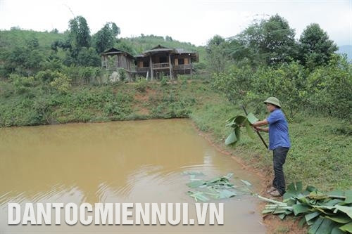 Nhờ dám nghĩ, dám làm, đến nay anh Lò Văn Păn đã có hơn 2.000 m2 đất trồng lúa, 3.000 m2 ao thả cá, 5 ha trang trại và gần 2 ha rừng. Ảnh: Nam Sương