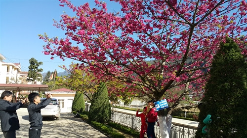 Ảnh minh họa- TTXVN Ảnh minh họa- TTXVN