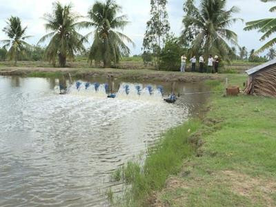 Ao nuôi tôm. Ảnh : 2lua.vn Ao nuôi tôm. Ảnh : 2lua.vn