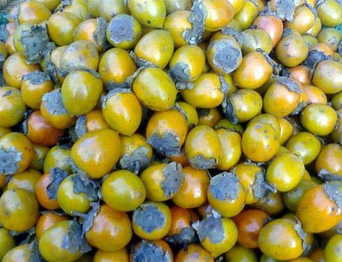 Bắc Kạn – Miền đất thiên nhiên tươi đẹp và giàu truyền thống ảnh 2 Bắc Kạn – Miền đất thiên nhiên tươi đẹp và giàu truyền thống ảnh 2