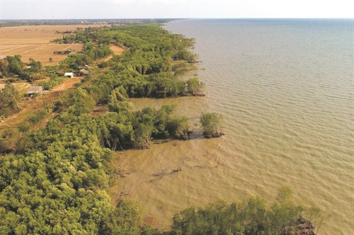 Một vạt rừng phòng hộ ở huyện Trần văn Thời đang đứng trước nguy cơ bị sóng biển cuốn trôi