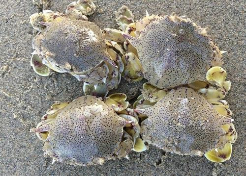 Khám phá kỳ thú về con cúm núm đặc sản Cần Giờ ảnh 4