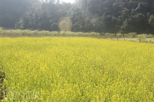 Xao xuyến sắc hoa Mộc Châu ảnh 11