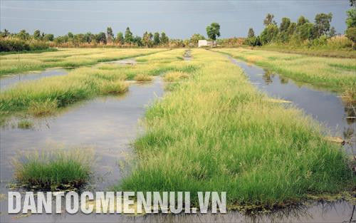 Những cánh đồng trồng năn tượng, cỏ nước mặn, cỏ gạo... trên đất nuôi tôm ở ấp Xẻo Nhàu A (Tân Thạnh, An Minh, Kiên Giang)